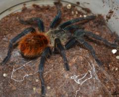 Greenbottle Blue Tarantulas MediumAll Spiders, Scorpions & Inverts 15% OFF!