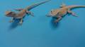Small Witblits Bearded Dragons