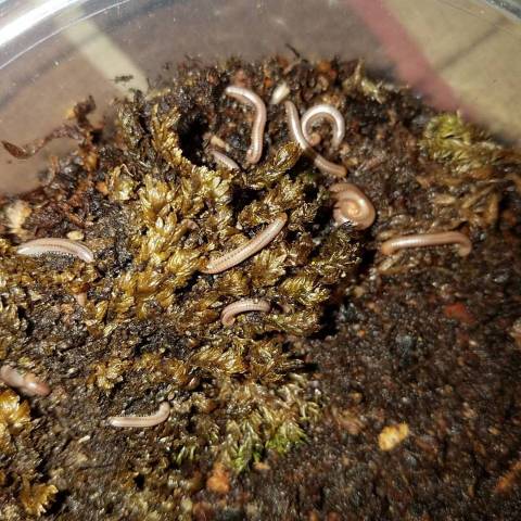 Baby Rusty Red Millipedes