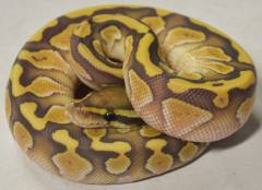 Baby Butter Hypo Ball Pythons