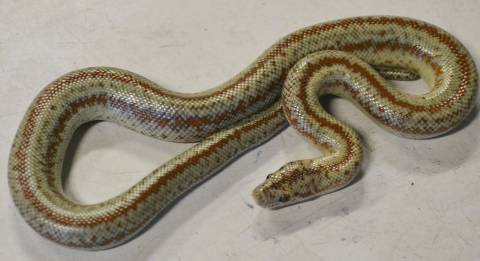 Baby Verbena Rosy Boas