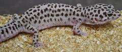 Adult Gem Snow Leopard Geckos