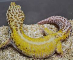 Sub Adult Striped Albino Leopard Geckos