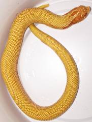 Baby Albino Super Anaconda Western Hognose Snakes