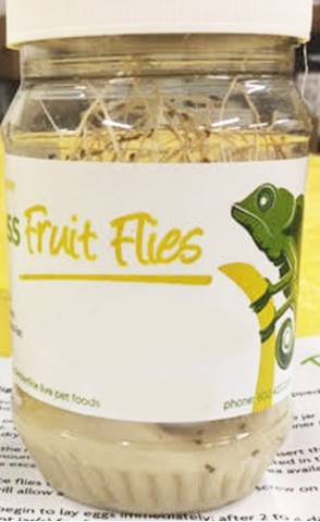 Melanogaster Fruit Fly Cultures shipped WITH Crickets
