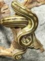 Baby Phantom Tiger Reticulated Pythons