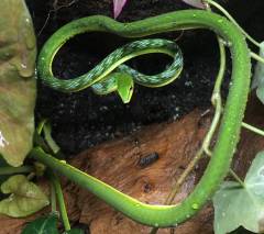 Asian Green Vine Snakes