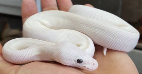 Baby Female White Diamond Super Russo Ball Pythons