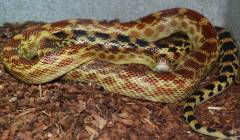 Adult Baja Cape Gopher Snakes