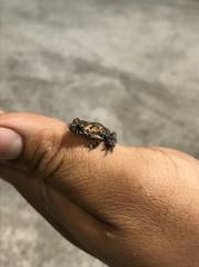 Baby Fire Belly Toads