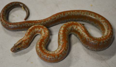Baby Coastal Rosy Boas Het Limburg Snow