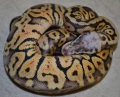 Baby Super Pastel Congo Ball Pythons