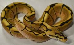 Baby Fire Spider Ball Pythons