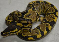 Baby Spector Yellow Belly Ball Pythons