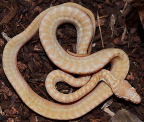 Baby Albino Zebra Carpet Pythons
