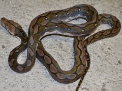 Baby Anery Motley Reticulated Pythons