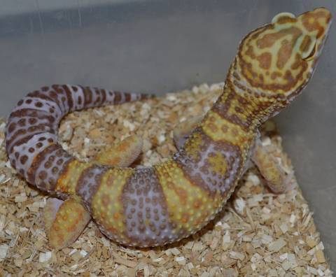Medium Tremper Albino Leopard Geckos