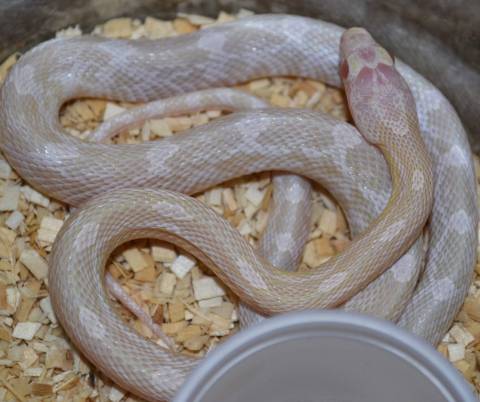 Small Avalanche Cornsnakes