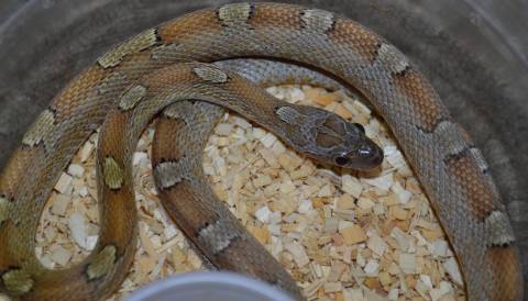 Small Caramel Blood Cornsnakes