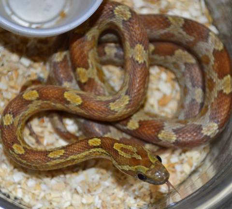 Small Caramel Cornsnakes