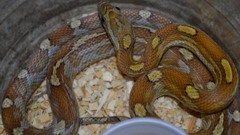 Small Caramel Motley Cornsnakes