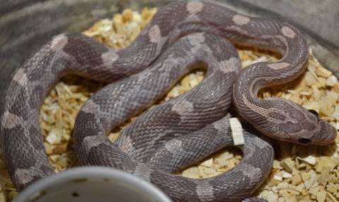 Small Lavender Cornsnakes