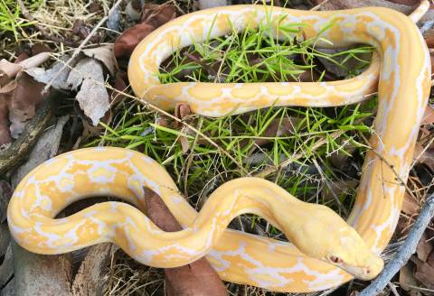 Baby Dwarf Lavender Albino Tiger Reticulated Pythons