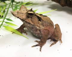 Solomon Island Eyelash Leaf Frogs