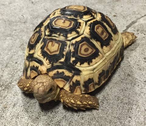 Small Leopard Tortoises w/extra scutes
