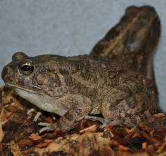 African Common Toads