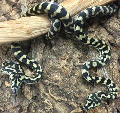 Baby Jungle Carpet Pythons