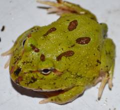 Baby 4 Spot Patternless Green Pacman Frogs
