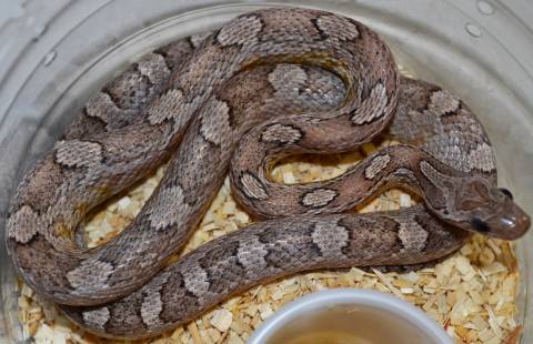 Small Caramel Blood Anery Cornsnakes