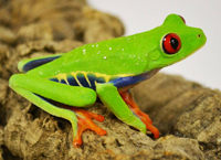 Tree Frogs, Other Frogs & Amphibians