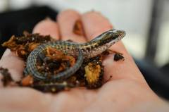 Baby Giant Hispaniolan Galliwasp Lizards