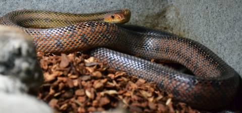 Adult Baird's Ratsnakes