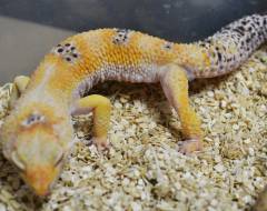 Adult Male Bell Albino Enigma Leopard Geckos