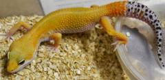 Adult Super Hypo Carrot Tail Leopard Geckos
