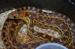 Baby Baja Cape Gopher x San Diego Gopher Snakes