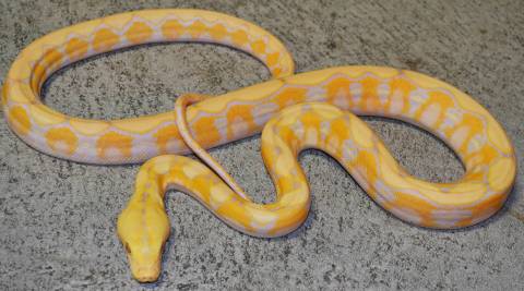 Baby Albino Lavender Platinum Reticulated Pythons