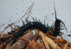 Chilean Giant Centipedes