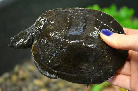 New Guinea Sideneck Turtles w/extra scutes