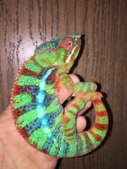 Sub Adult Male Ambilobe Panther Chameleons