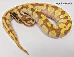 Baby Pastel Enchi Lesser Ball Pythons