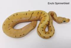 Baby Enchi Spinnerblast Ball Pythons
