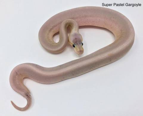 Baby Super Pastel Gargoyle Ball Pythons