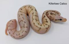 Baby Killerbee Calico Ball Pythons