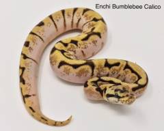 Baby Enchi Bumblebee Calico Ball Pythons