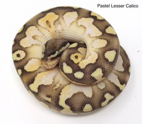 Baby Pastel Lesser Calico Ball Pythons