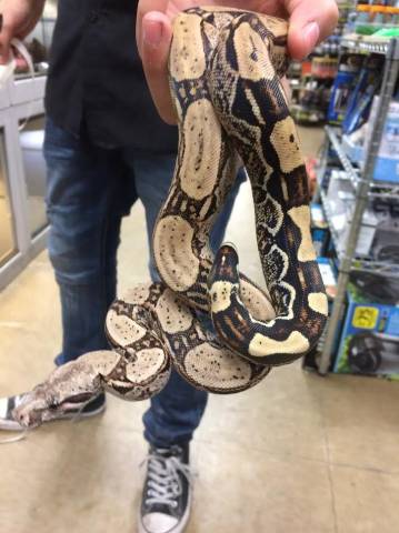 Small Arabesque Colombian Boas